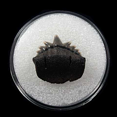 Belgium Notorynchus primigenius symphyseal tooth | Buried Treasure Fossils