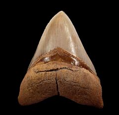 Rare Chilean Megalodon tooth for sale | Buried Treasure Fossils