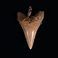 Shark Teeth Jewelry - Chile GW                                 