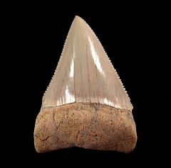 Great White Shark Teeth for sale: BuriedTreasureFossils