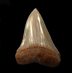 Extra Large fossil Great White shark tooth for sale | Buried Treasure Fossils