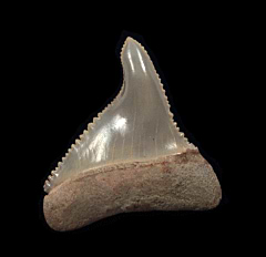 Chilean pathologic Great White shark tooth | Buried Treasure Fossils