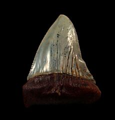 Perfect Chilean Great White shark tooth for sale | Buried Treasure Fossils