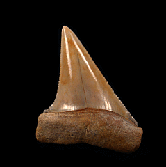 Chilean Carcharodon hubbelli tooth for sale | Buried Treasure Fossils