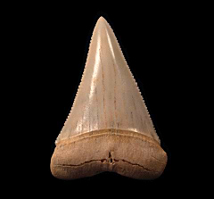 Gem Chilean Great White shark tooth for sale | Buried Treasure Fossils