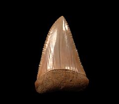 Big Chilean Great White shark tooth for sale | Buried Treasure Fossils