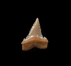 Chilean Great White shark tooth with side cusps for sale | Buried Treasure Fossils