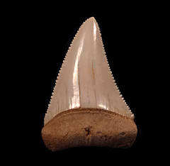 Quality Chile Great White shark tooth for sale | Buried Treasure Fossils
