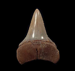 Great White tooth from Chile | Buried Treasure Fossils