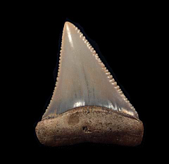 Quality Chile Great White shark tooth for sale | Buried Treasure Fossils