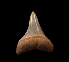 Chilean Great White shark tooth for sale | Buried Treasure Fossils