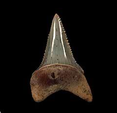 Best colorful Great White shark tooth for sale | Buried Treasure Fossils