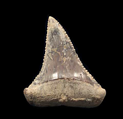 Chilean Great White shark tooth for sale | Buried Treasure Fossils