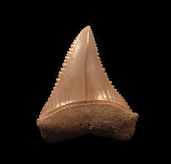 Chilean Carcharodon shark tooth for sale | Buried Treasure Fossils