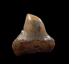 Chilean Pathologic Carcharodon hastalis tooth| Buried Treasure Fossils