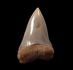 Big Chilean Carcharodon hastalis tooth for sale | Buried Treasure Fossils