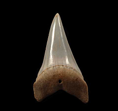 Chilean Big-tooth Mako shark tooth for sale | Buried Treasure Fossils