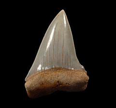 Perfect Chilean Carcharodon hastalis tooth | Buried Treasure Fossils