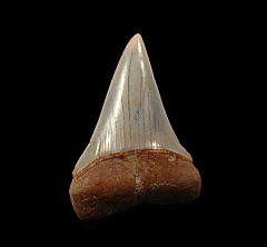 Perfect Carcharodon hastalis shark tooth | Buried Treasure Fossils