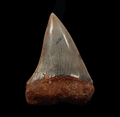 Isurus hastalis tooth from Chile for sale | Buried Treasure Fossils