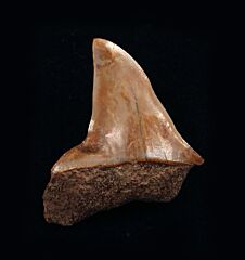 Carcharodon hastalis - Pathologic            