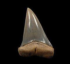 Chilean Isurus hastalis tooth for sale | Buried Treasure Fossils