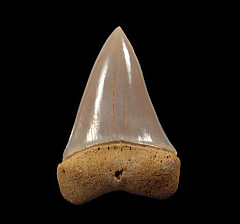 Chilean Mako tooth for sale | Buried Treasure Fossils