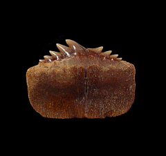 Chilean Hexanchus posterior tooth for sale | Buried Treasure Fossils