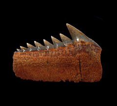 Chilean Hexanchus griseus tooth for sale | Buried Treasure Fossils