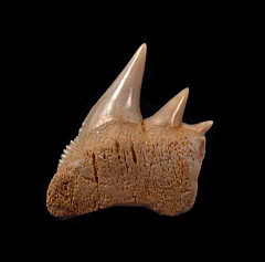 Top Quality Chilean Cow shark tooth for sale | Buried Treasure Fossils
