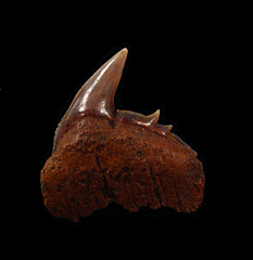 Hexanchus parasymphyseal tooth for sale | Buried Treasure Fossils