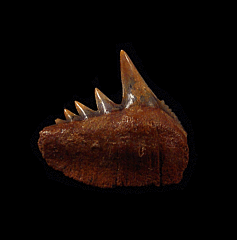 Chilean Cow shark upper jaw tooth for sale | Buried Treasure Fossils