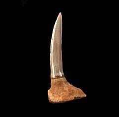 Chilean Saw shark tooth for sale | Buried Treasure Fossils