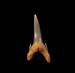Anterior Odontaspis ferox tooth for sale | Buried Treasure Fossils