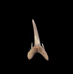 Pliocene Odontaspis ferox tooth for sale | Buried Treasure Fossils 