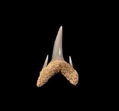 Miocene Odontaspis ferox tooth for sale | Buried Treasure Fossils