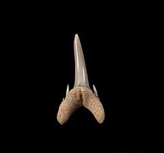 Miocene Odontaspis ferox tooth for sale | Buried Treasure Fossils