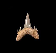 Chilean Odontaspis tooth for sale | Buried Treasure Fossils