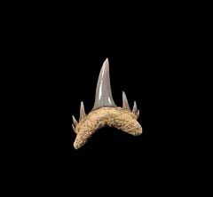 Chilean Odontaspis shark tooth for sale | Buried Treasure Fossils