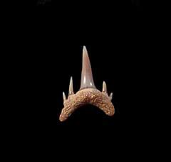 Unusual Odontaspis ferox tooth for sale | Buried Treasure Fossils