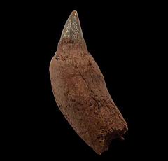 Real Chilean Scaldicetus tooth for sale | Buried Treasure 
