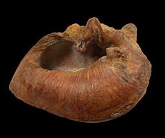 Chilean Whale Ear Bone for sale | Buried Treasure 