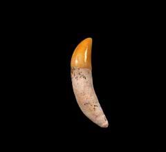 Perfect Brachydelphis dolphin tooth for sale | Buried Treasure Fossils