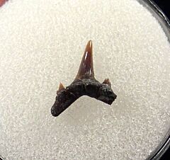 Deep water Carcharias dominguei tooth for sale | Buried Treasure Fossils