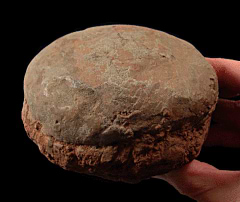Hadrosaur Egg | Buried Treasure Fossils