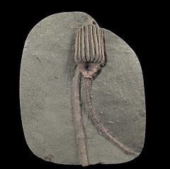 Crinoid Stem Plate | Buried Treasure Fossils