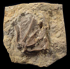 Reteocrinus nealli Crinoid | Buried Treasure Fossils