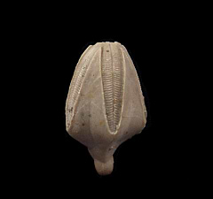  Pentremites Blastoid for sale | Buried Treasure Fossils