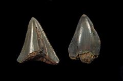 Rare Carcharocles megalodon tooth for sale | Buried Treasure Fossils. D001 is the tooth on left.