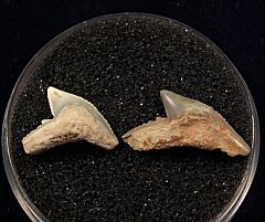 Rare Sumatran Tiger shark tooth for sale | Buried Treasure Fossils. Tooth on left.